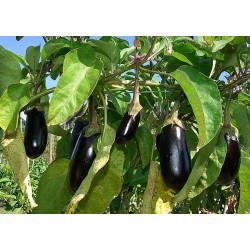 Aubergines longues BIO Italie (au Kg)