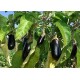 Aubergines de Jean-Charles Orso