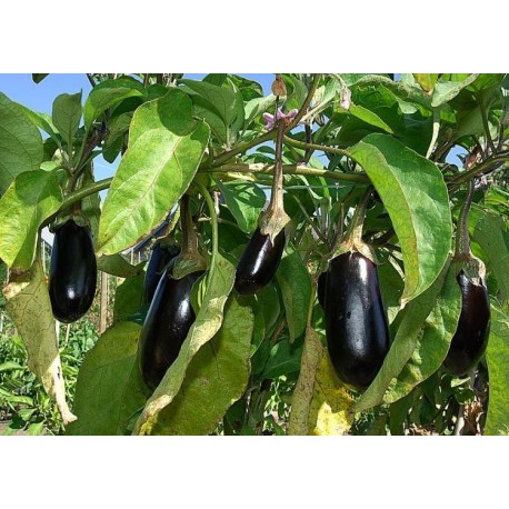 Aubergines de Jean-Charles Orso