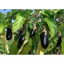 Aubergines Tanneron AR (au kg)
