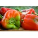 Poivrons verts  BIO ( au Kg)