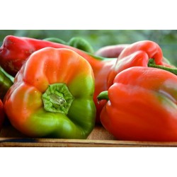 Poivrons verts  BIO ( au Kg)