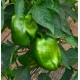 Poivrons verts  BIO ( au Kg)