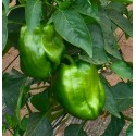 Poivrons verts Auribeau AR (au 500 g)