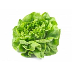 Salade Laitue BIO de Grasse (à la pièce)