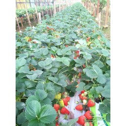 Fraises de Cléry