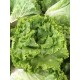 Salade Batavia BIO (à la pièce)