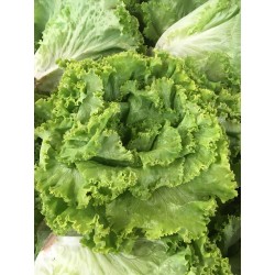 Salade Batavia AR (à la pièce)