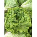 Salade Batavia AR (à la pièce)