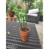 Pot de muguet 2 brins plus fleur . Salussolia