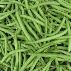 haricots verts bio (au100g)