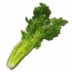 Céleri branche BIO Grasse (au 100 g)