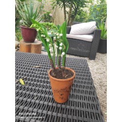 Pot de muguet 2 brins