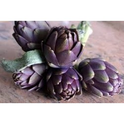 Artichauts violets  Bio  au 500g Italie
