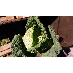 Chou frisé AR (vendu à la pièce)