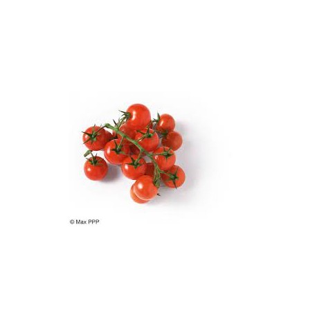 tomates cerises grappes bio d'Italie (aux 100g)