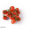 tomates cerises grappes bio d'Italie (aux 100g)