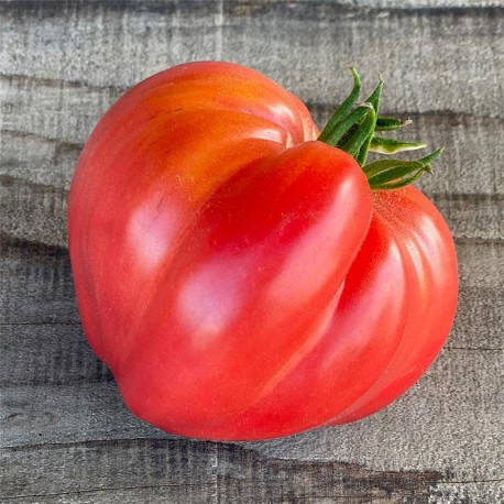 tomates  différentes variées