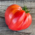 Tomates  Cœur de bœuf au KG AR Tanneron