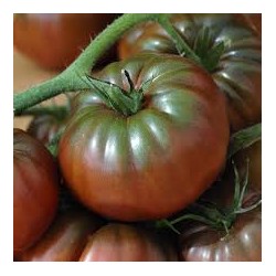 Tomates noires de Crimée au KG AR Tanneron