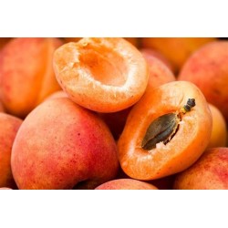 Abricots  (au 500G)   Echange Paysans- Agricourt