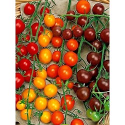Tomates cerises multicolores (au 100g)