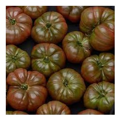 Tomates cotelées noires de Crimée Bio France