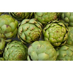 Artichauts blancs  Bio  au 500g France