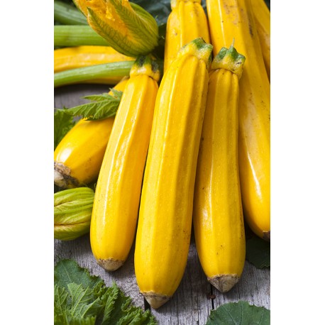 Courgette 