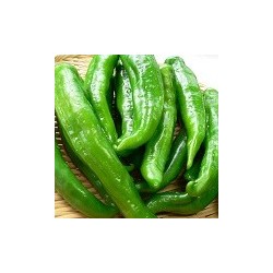Poivrons verts salade Grasse BIO (au100g)