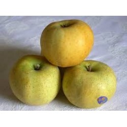 Pomme Chantecler BIO au Kg LIVRAISON LE JEUDI 20/10