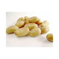 Pommes de terre nouvelles France  (au kg)