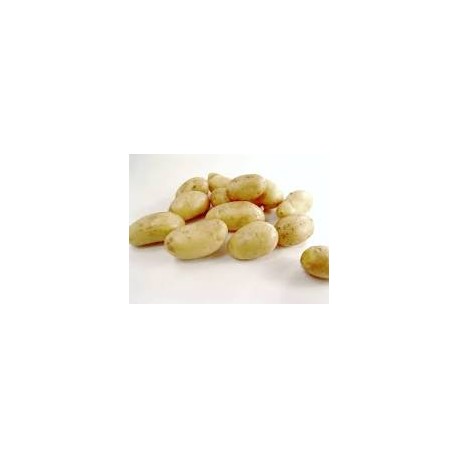 pommes de terre nouvelles Agatade Grasse (au kg)
