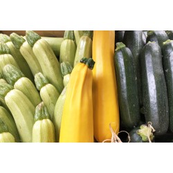 Courgettes longues Agric R (au 500g)