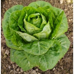 Salade sucrine de Grassse