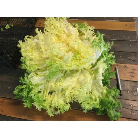 Salade Frisée Agric Raisonnée (à la pièce)
