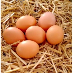 Oeufs de plein air FRAIS  BIO de ST Vallier
