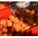 Confiture abricots Roussillon BIO 375g