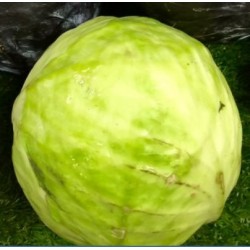 Chou blanc BIO (achat à la pièce, payé au poids : prix au kg)
