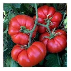 Tomates Marmandes PACA BIO (au kg)