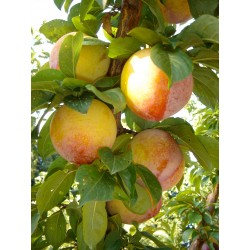 Prune Anne Gold au 500G.  Echange Paysans