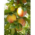 Prunes Reines Claude de Bavay AR au 500G.  Echange Paysans