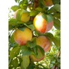 Prunes Reines Claude de Bavay AR au 500G.  Echange Paysans
