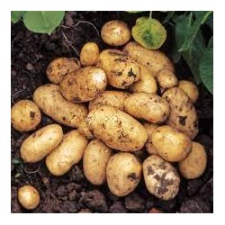 Pommes de terre conso Lady Chritle BIO Naturdis(au kg)