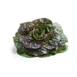 Salade rougette BIO  de Grasse pièce