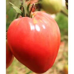 Tomates coeur de beuf  France BIO (au kg)