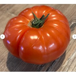 Tomates  Marmande au KG AR Tanneron