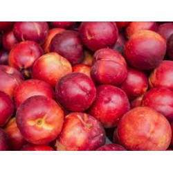 Nectarines  jaunes non traitées  Mandelieu en cagette (environ 2kg)