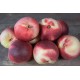 Nectarines blanches Non traitées (au kg)