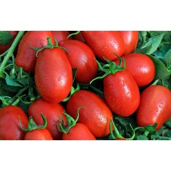 Tomates roma France BIO (au kg)